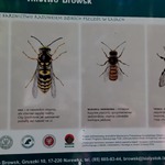 Plansza przedstawiająca rodzinę pszczół.jpg