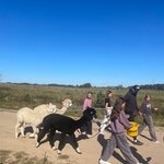 Uczniowie wyprowadzają lamy na spacer.