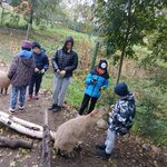 Uczniowie wraz z opiekunką są w zagrodzia kapibar. Jeden z chłopców karmi kapibarę..jpg