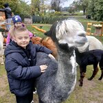 Uczeń przytula się do alpaki_ uczennica za nim karmi alpaki.jpg