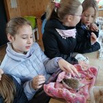 Uczennica zajmuje sie  jeżem_ uczennice obok niej rozmawiają nt. jeża..jpg
