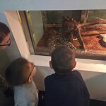 Uczniowie obserwują w terrarium węża znajdującego się na podłożu z gałęziami i piaskiem w .jpg