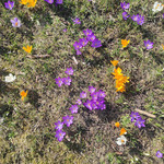 Wiosenne krokusy znalezione podczas spaceru..jpg