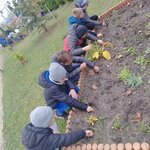 Na podwórku dzieci sadzą żonkile_ wkładają cebulki kwiatowe do ziemi (5).jpg