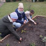 Dzieci sadzą żonkile_ wkładają cebulki kwiatowe do ziemi.jpg